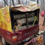 282 куб.м. незаконно отсечени дърва са задържали горските от Североизтока