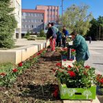 Започна засаждането на летните цветя в Търговище
